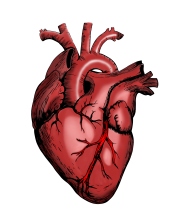 heart-5079717_1920-179x215.png